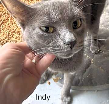 Photo of Indy