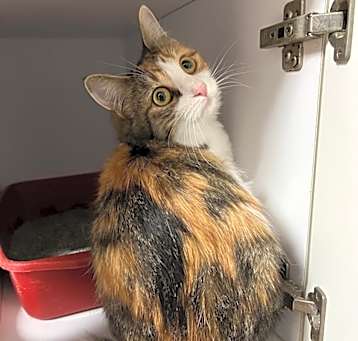 Photo of Purrl