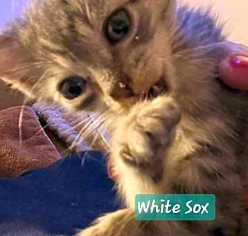 Photo of White Sox