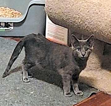 Photo of Onyx