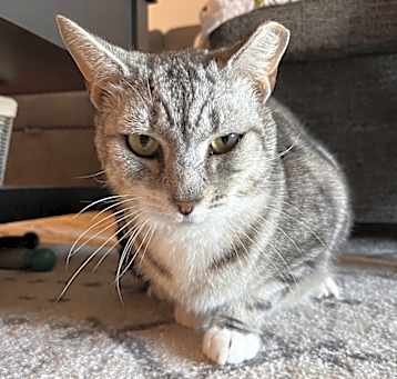 Photo of Felix