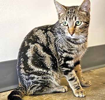 Photo of **Cat Cafe** Jerry