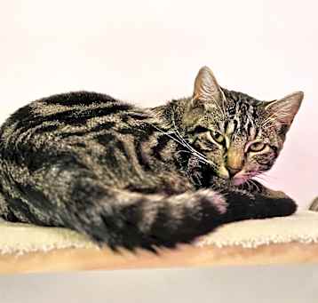 Photo of **Cat Cafe** Kramer