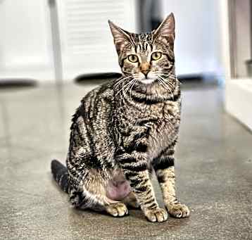 Photo of **Cat Cafe** Elaine