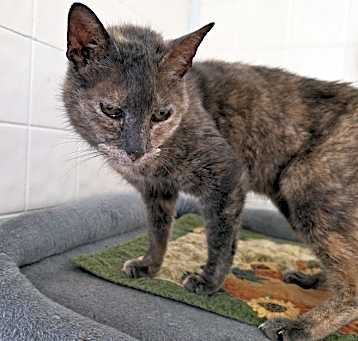 Photo of Rizzo Cat