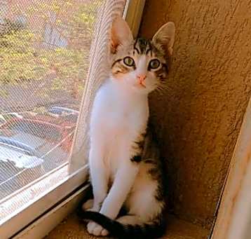 Photo of Semba