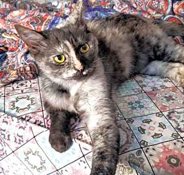 Photo of Tota