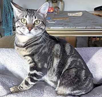 Photo of Barash