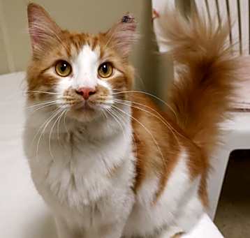 Photo of Ciro