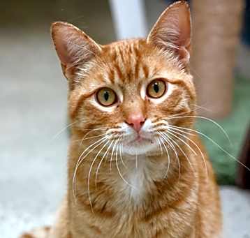 Photo of Tinkerbell