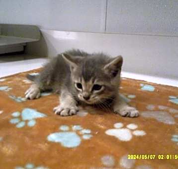 Photo of Alvin
