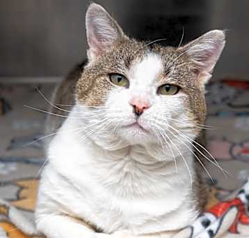 Photo of Patches