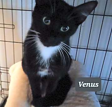 Photo of Venus