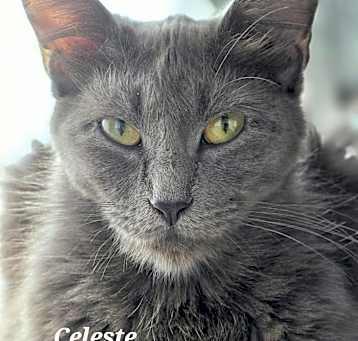 Photo of Celeste