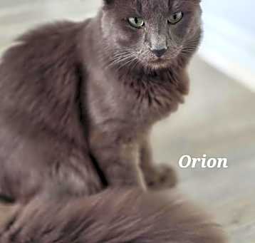 Photo of Orion