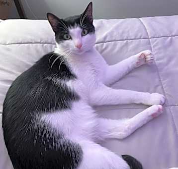 Photo of Tommy