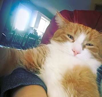 Photo of Marshmallow