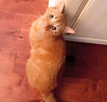 Photo of Fluff