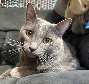 Photo of Shadow