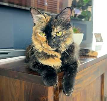 Photo of Cleo