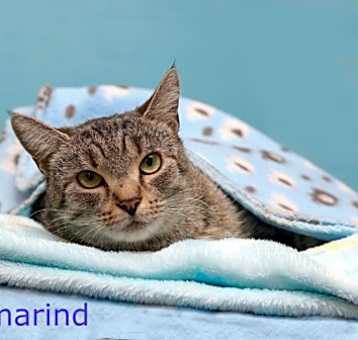 Photo of Tamarind