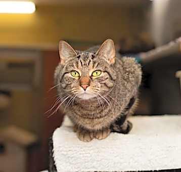 Photo of Sienna