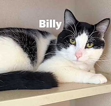 Photo of Billy 250179