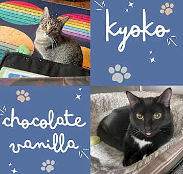 Photo of Kyoko & Chocolate Vanilla