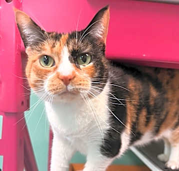 Photo of Gertrude