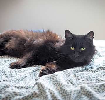 Photo of Lancelot 