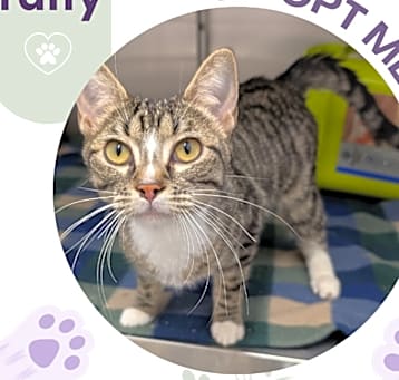 Photo of Taffy