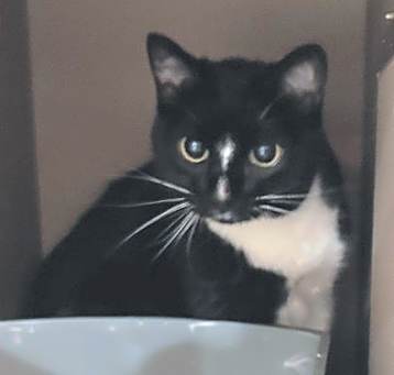 Photo of Desdemona