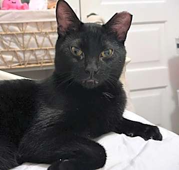 Photo of Onyx
