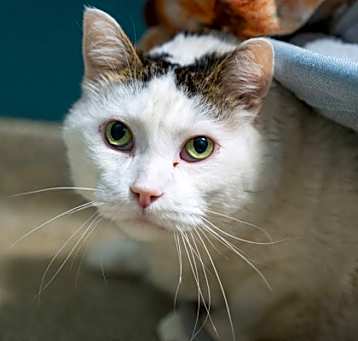 Photo of Comet