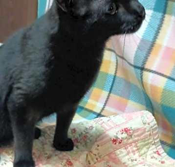 Photo of Frankie