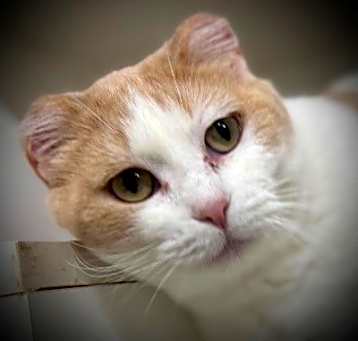 Photo of Dolly