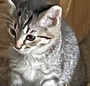 Photo of Tommy