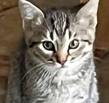 Photo of Tony