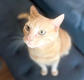 Photo of Simba