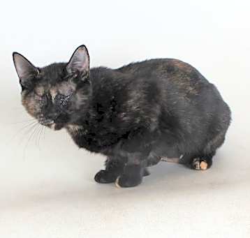 Photo of Sweet Potato
