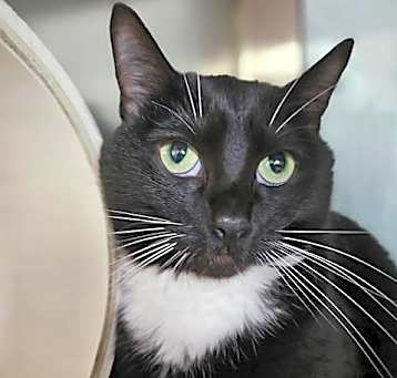Photo of COOKIE
