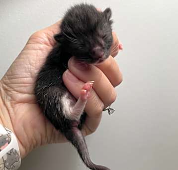 Photo of Umbra/Gabby-Gertie