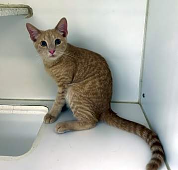 Photo of Mittens
