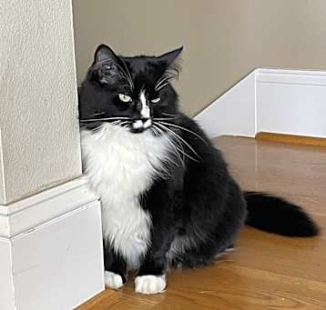 Photo of Nova