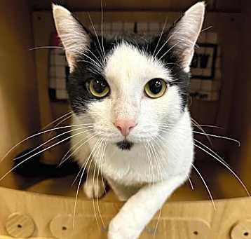 Photo of Handsome Man