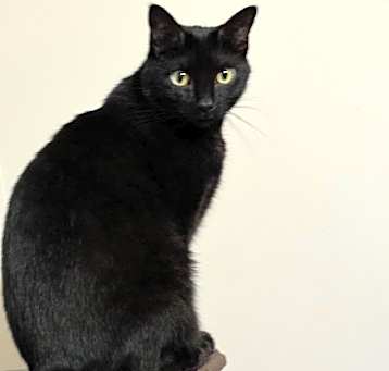 Photo of Binx