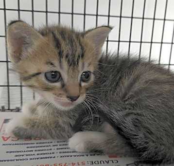 Photo of A2421720