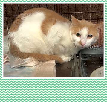 Photo of BIG BOY