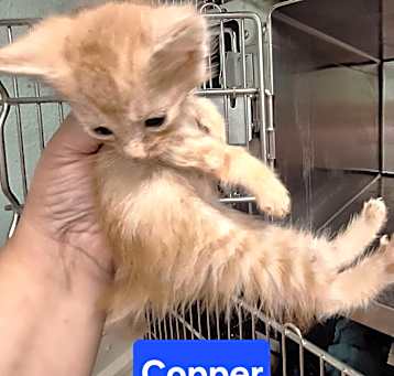 Photo of Copper