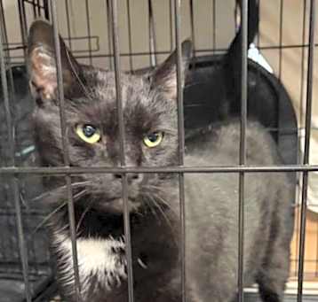 Photo of JANIE (FRONT DECLAW)